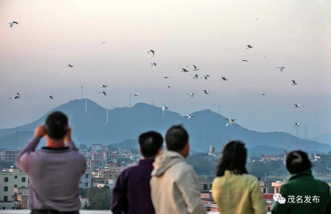 6市民观赏白鹭群飞迁徙的壮观景象.jpg