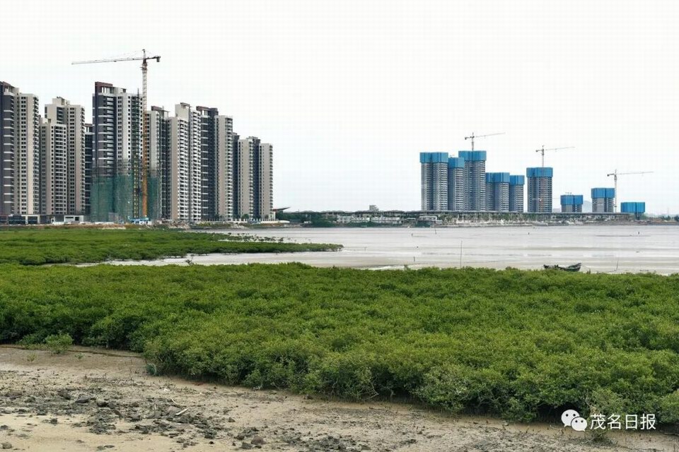电白红树林3.jpg