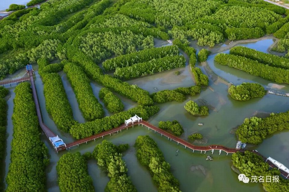 电白红树林6.jpg