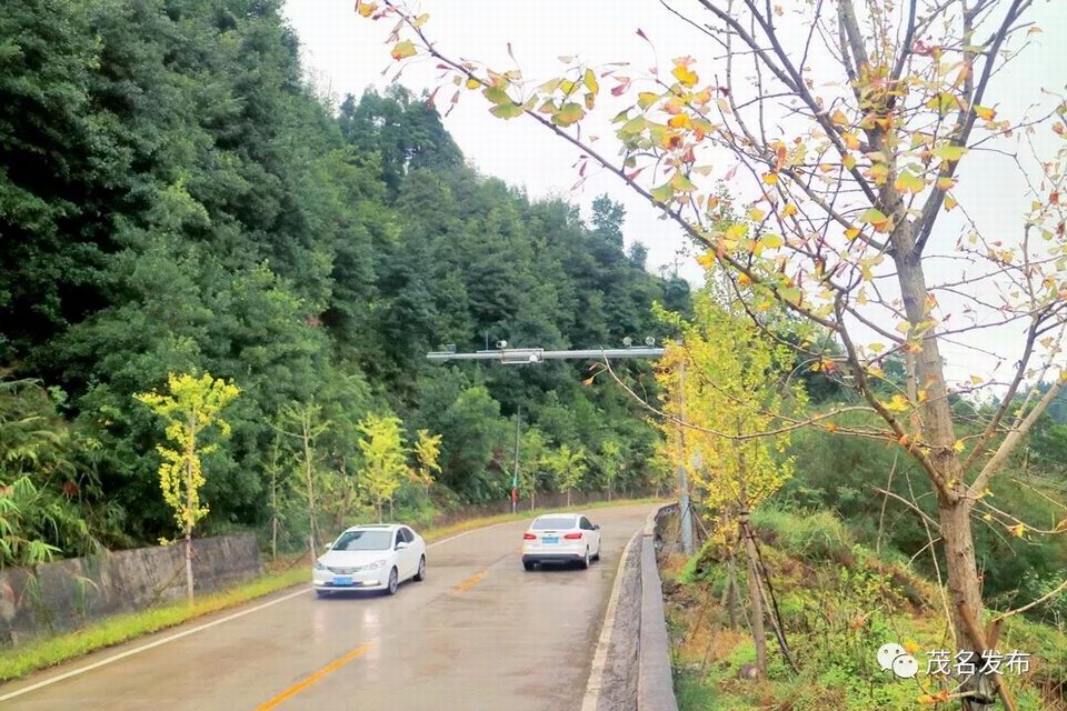 2 4“百里银杏长廊”景观林带.jpg