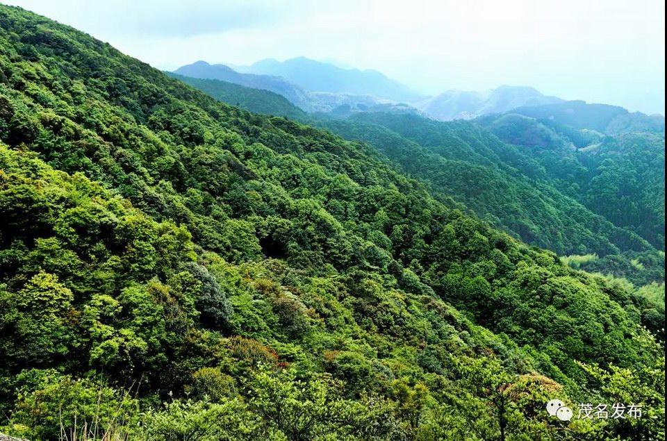34信宜云开山脉水源林.jpg